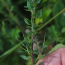 Genista berberidea LangeGenista berberidea Lange