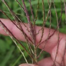 Digitaria sanguinalis (L.) Scop.Digitaria sanguinalis (L.) Scop.