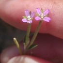 Epilobium obscurum Schreb.Epilobium obscurum Schreb.