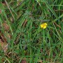 Potentilla erecta (L.) Raeusch.Potentilla erecta (L.) Raeusch.