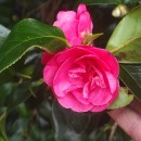 Camellia japonica L.Camellia japonica L.