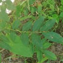 Fraxinus angustifolia VahlFraxinus angustifolia Vahl