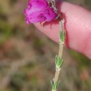 Erica tetralix L.Erica tetralix L.