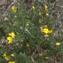 Ulex europaeus L. subsp. latebracteatus (Mariz) Rothm.Ulex europaeus L. subsp. latebracteatus (Mariz) Rothm.