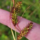 Carex laevigata Sm.Carex laevigata Sm.
