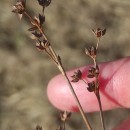 Juncus articulatus L.Juncus articulatus L.