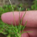 Mibora minima (L.) Desv.Mibora minima (L.) Desv.