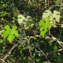 Vitis vinifera L.Vitis vinifera L.