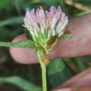 Trifolium pratense L.Trifolium pratense L.