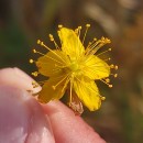 Hypericum undulatum Schousb. ex Willd.Hypericum undulatum Schousb. ex Willd.