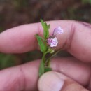 Scutellaria minor Huds.Scutellaria minor Huds.