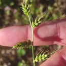 Echinochloa crus-galli (L.) Beauv.Echinochloa crus-galli (L.) Beauv.