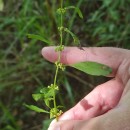 Rumex conglomeratus MurrayRumex conglomeratus Murray