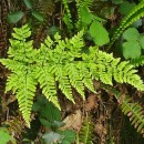 Dryopteris aemula (Aiton) KuntzeDryopteris aemula (Aiton) Kuntze