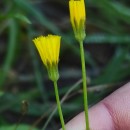 Crepis capillaris (L.) Wallr.Crepis capillaris (L.) Wallr.