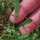 Rumex acetosella L.Rumex acetosella L.