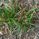 Carex demissa Hornem.Carex demissa Hornem.