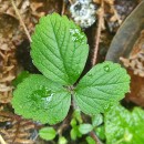 Potentilla sterilis (L.) GarckePotentilla sterilis (L.) Garcke