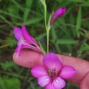 Gladiolus communis L.Gladiolus communis L.