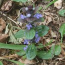 Ajuga reptans L.Ajuga reptans L.