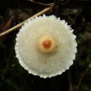 Identifícalas