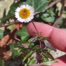 Erigeron karvinskianus DC.Erigeron karvinskianus DC.