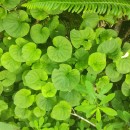 Viola palustris L.Viola palustris L.