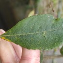 Salix atrocinerea Brot.Salix atrocinerea Brot.