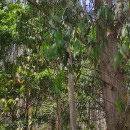 Eucalyptus obliqua L'Hér.Eucalyptus obliqua L'Hér.