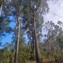 Eucalyptus obliqua L'Hér.Eucalyptus obliqua L'Hér.