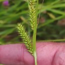 Carex laevigata Sm.Carex laevigata Sm.