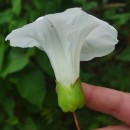 Calystegia silvatica (Kit.) Griseb.Calystegia silvatica (Kit.) Griseb.
