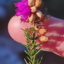 Erica cinerea L.Erica cinerea L.