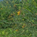 Adenocarpus lainzii (Castrov.) Castrov.Adenocarpus lainzii (Castrov.) Castrov.