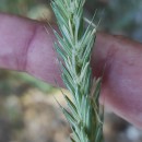 Elymus repens  (L.) GouldElymus repens  (L.) Gould