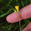 Crepis capillaris (L.) Wallr.Crepis capillaris (L.) Wallr.