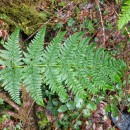 Dryopteris dilatata (Hoffm.) A. GrayDryopteris dilatata (Hoffm.) A. Gray