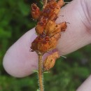 Erica ciliaris L.Erica ciliaris L.