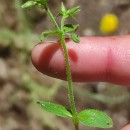Cerastium glomeratum Thuill.Cerastium glomeratum Thuill.