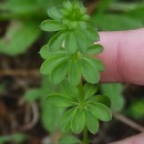 Galium mollugo L.Galium mollugo L.