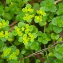 Chrysosplenium oppositifolium L.Chrysosplenium oppositifolium L.