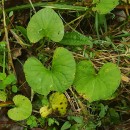 Viola palustris L.Viola palustris L.