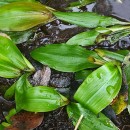 Potamogeton polygonifolius Pourr.Potamogeton polygonifolius Pourr.