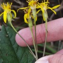 Senecio bayonnensis Boiss.Senecio bayonnensis Boiss.