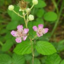 Rubus ulmifolius SchottRubus ulmifolius Schott