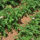Solanum tuberosum L.Solanum tuberosum L.