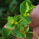 Euphorbia hirsuta L.Euphorbia hirsuta L.