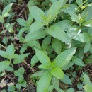 Mercurialis perennis L.Mercurialis perennis L.