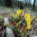 Narcissus cyclamineus DC.Narcissus cyclamineus DC.