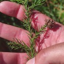 Cryptomeria japonica (Thunb. ex L. f.) D. DonCryptomeria japonica (Thunb. ex L. f.) D. Don